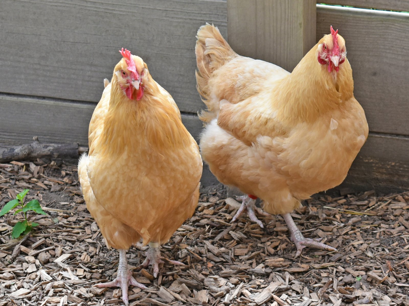 Chicken Coop photo 1